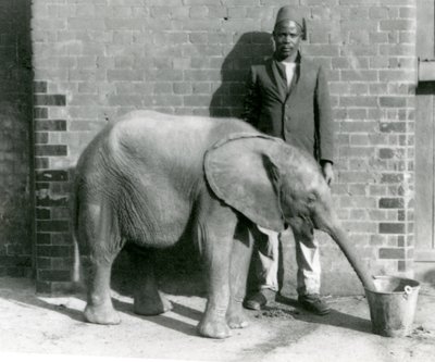 Le jeune éléphant africain Kiberenge recevant une boisson de Darisha, zoo de Londres, septembre 1923 - Frederick William Bond